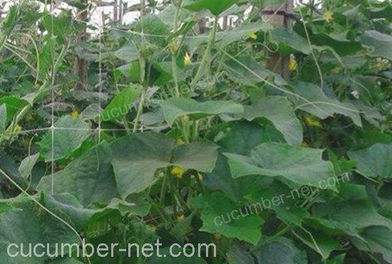 cucumber support with nylon net